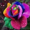hodamahmoud65