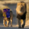 SquareFacedLions