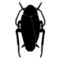 Mystery Roach