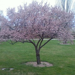 Manifest Destiny-1982