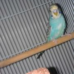 Dukeneci Broomfield Brown