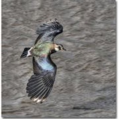 Ignazio Kenneth Wangga