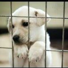 Tendai Zengeni T Box