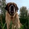 Cujo7