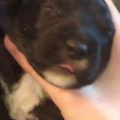 Saxen Cay Banks-Robinson