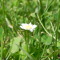 Vom Edelweiss