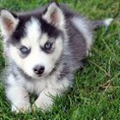 Ruddy Sii Kepala Batok