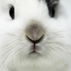 pipiparu
