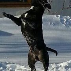 Toini Grethe Pettersen