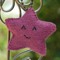 dewdrop-3