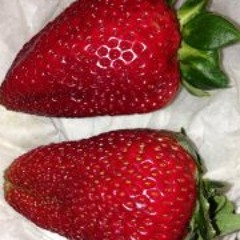 Kadan Starangel Blackaroy