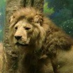 Teresa Airo' Farulla