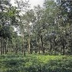 Michael Copper Arthur