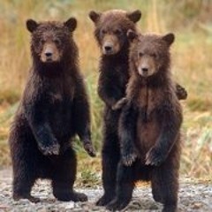 Lorenzo Feliciati Dilione