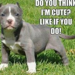 Kaarangi Peace Robin