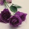 Lilac Rose