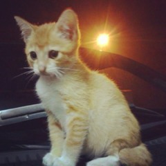 Muhammad Faisal Ismail