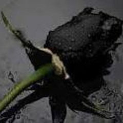 Chris Junior Westbrooks