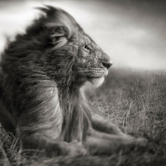 Donald Curtis Browning