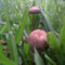 Aletz_G