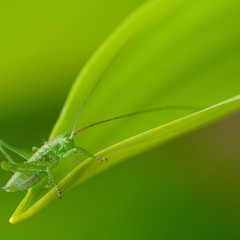 Trí Dũng Nguyễn Thanh