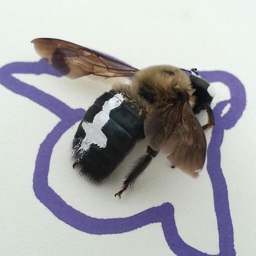 OscillationFront SoDown Feat.Stealth Self