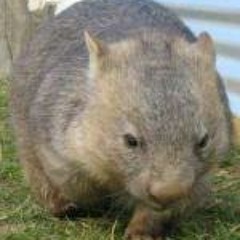 Werner Wombat
