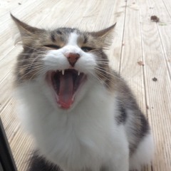 CatherineElisabeth14590