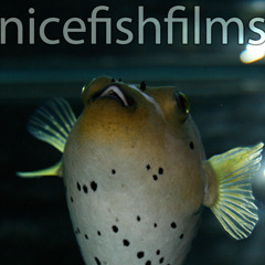 nicefishfilms