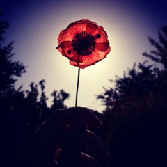 *Wild~Flower*