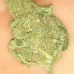 bud