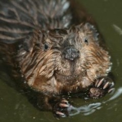 Hungry Beavers