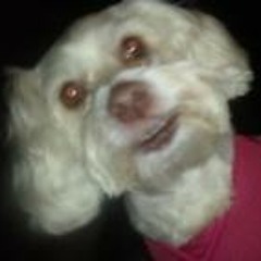 Holli N Charles Guier