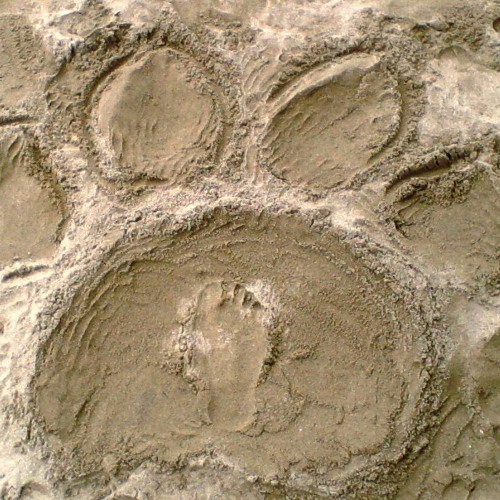 ただいま (Tadaima)