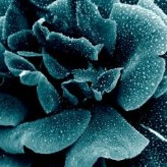 Hansjoerg von Brevern