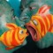a nice fish face