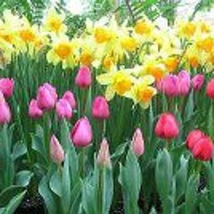 Tracey L Peters Mohler