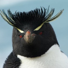 Uhaka
