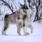epicwolfgirl14