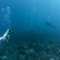 Thermocline