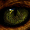 Cats Eye Records