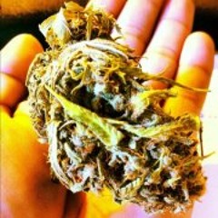 Mas Cultura Cannabica