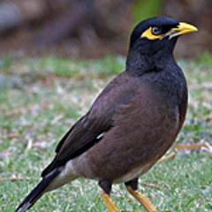 Min0r Bird