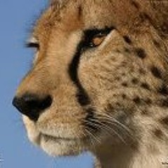 Poetess Sahannah Suavé