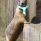 Bluemarmot