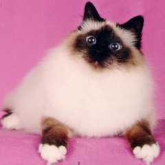 Crystal Stellar Zeller