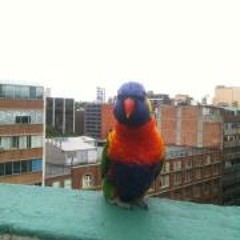 mistigri montbrillant