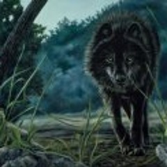 Sahil Black Wolf Sabnani