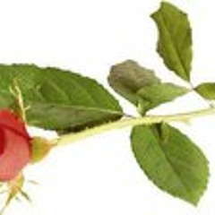 Negative Pro Black White