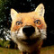 trailblazerfox